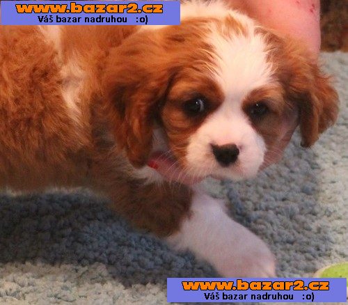 Ohromující, sladký, šťastný Cavalier King Charles španěl!