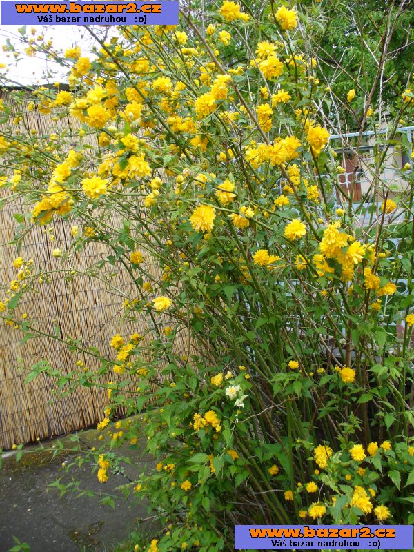 Zákula japonská - Kerria japonica