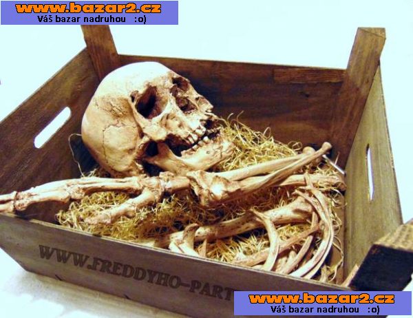 Replika lidské lebky (human skull replica)