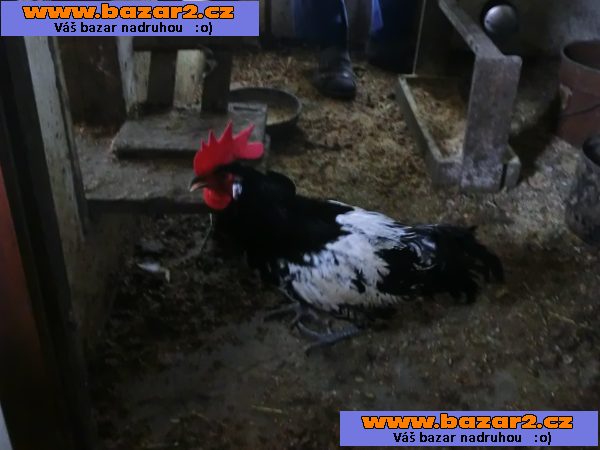 kohouty lakenfedky z podzimní líhně