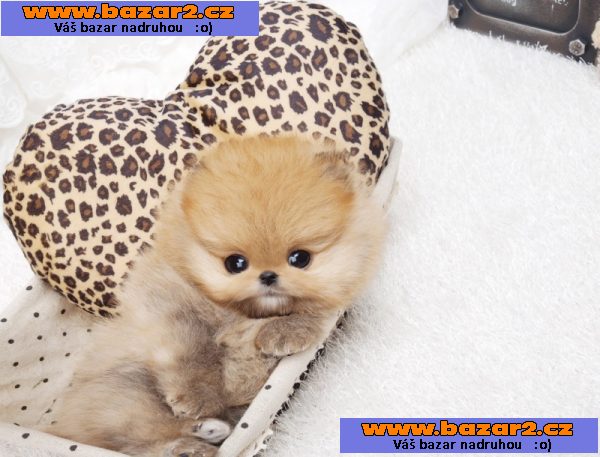 rozkošný domácí vyškoleni a zdravé Pomeranian štěňata k dispozici