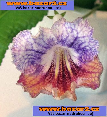 Streptocarpus