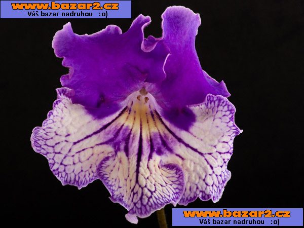 Streptocarpus
