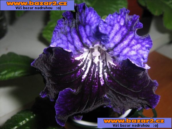 Streptocarpus