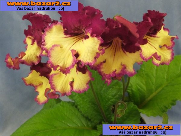 Streptocarpus