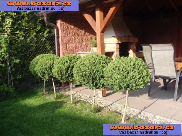 stromkový buxus
