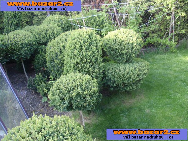 stromkový buxus