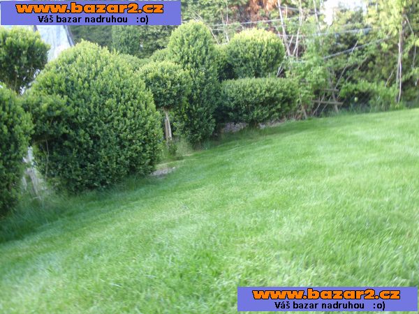 stromkový buxus