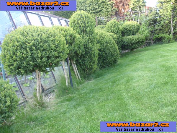 stromkový buxus