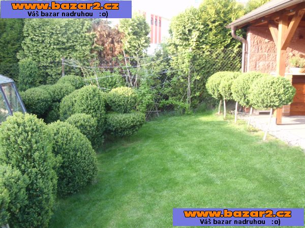 stromkový buxus
