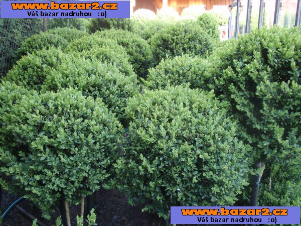 stromkový buxus
