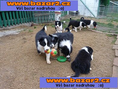 Border kolie s PP