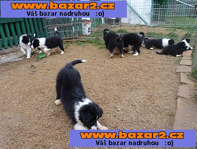 Border kolie s PP
