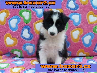 Border kolie s PP