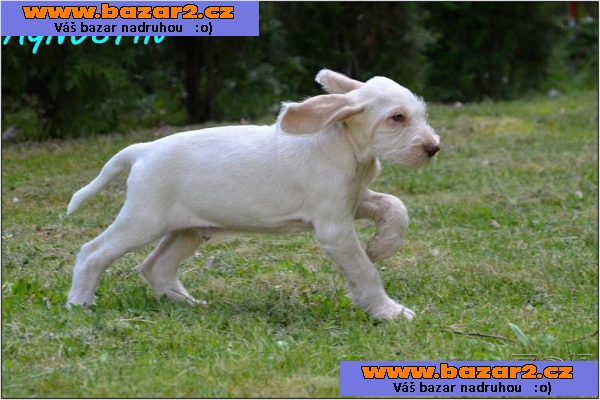 Italský spinone