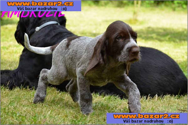 Italský spinone