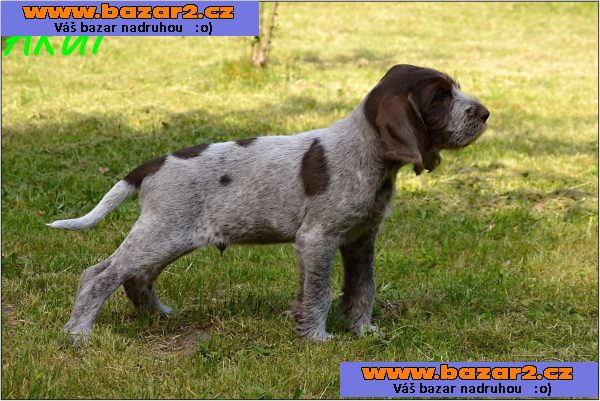 Italský spinone
