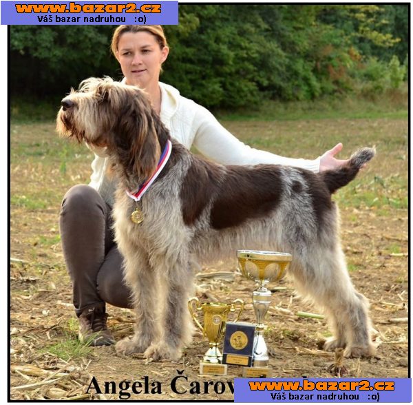 Italský spinone