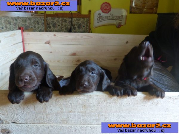 Štěňátka Flat Coated Retrievra