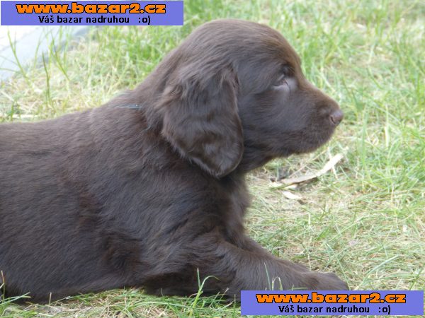 Štěňátka Flat Coated Retrievra