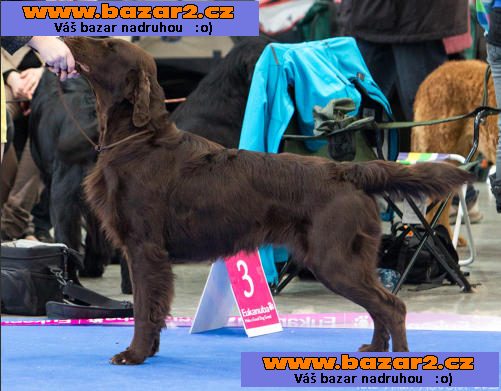 Štěňátka Flat Coated Retrievra