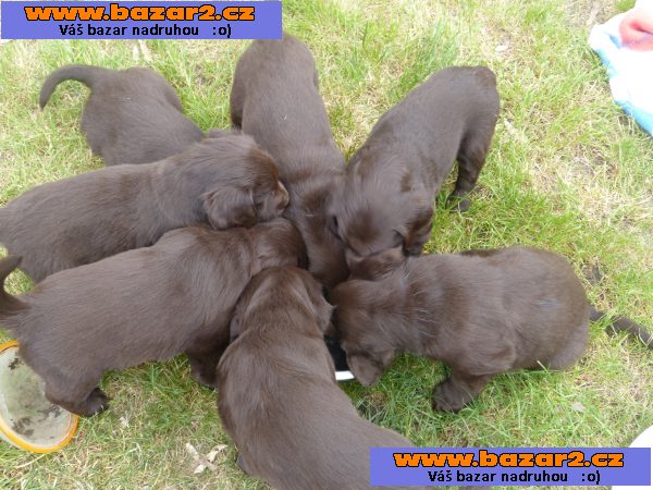 Štěňátka Flat Coated Retrievra