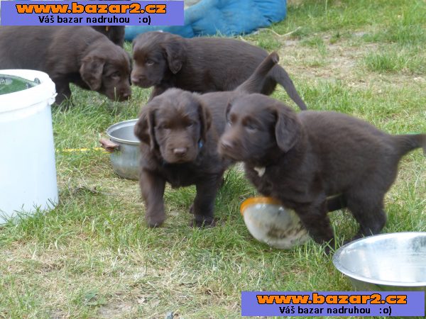 Štěňátka Flat Coated Retrievra