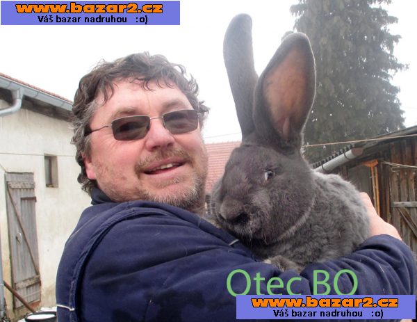 Belgický obr a kříženci