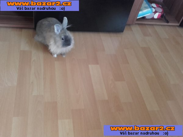Prodám Králíčka Lilinku + klec, vybavení a cestovní taška :)