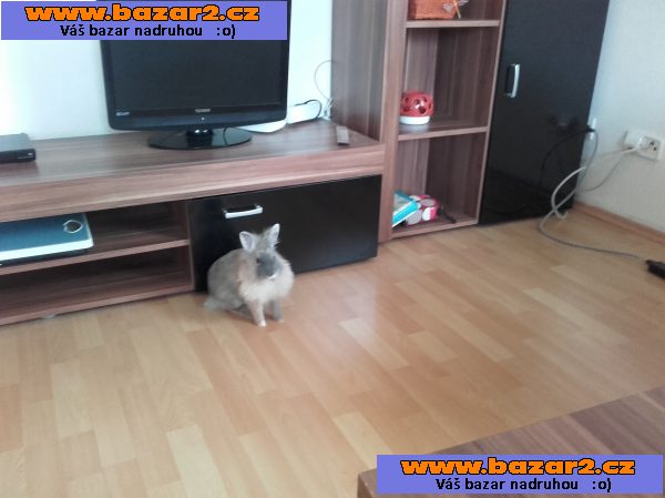 Prodám Králíčka Lilinku + klec, vybavení a cestovní taška :)