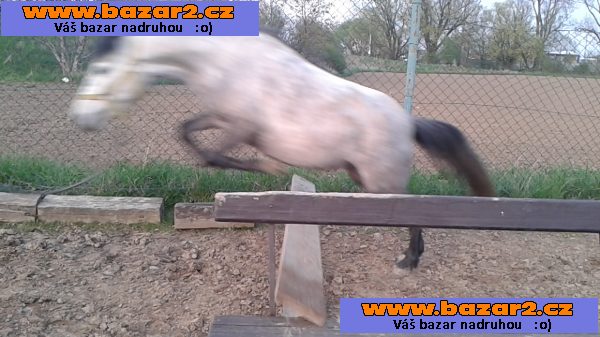 klisna pony 7let