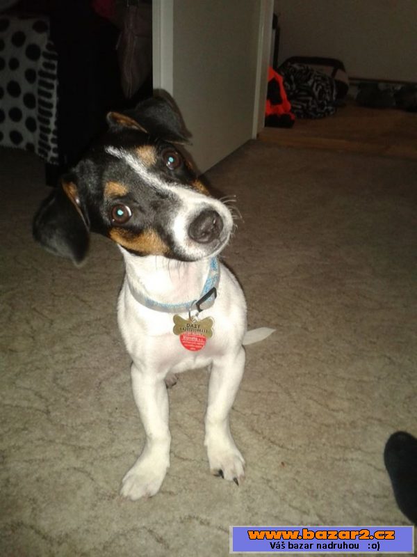 Jack russel teriér - fenka 6m