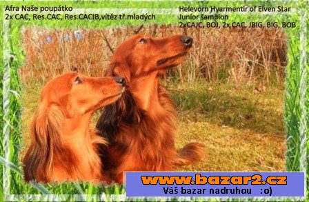 Jezevčík trpasličí králičí