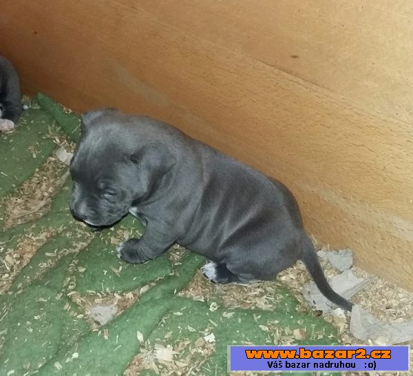 American Bully