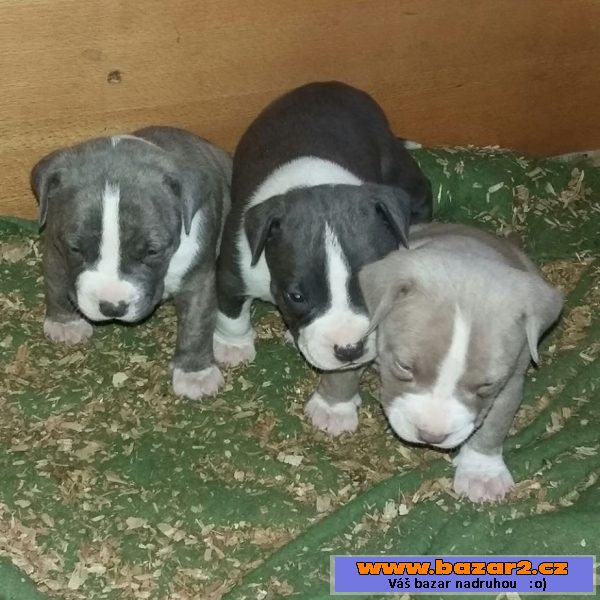 American Bully