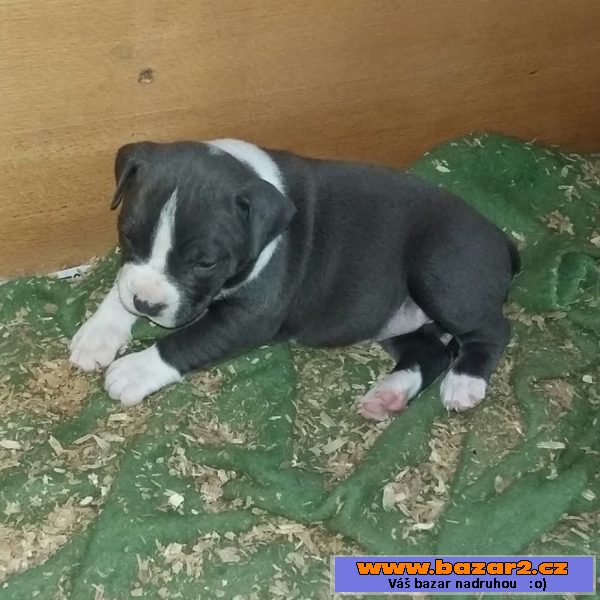 American Bully