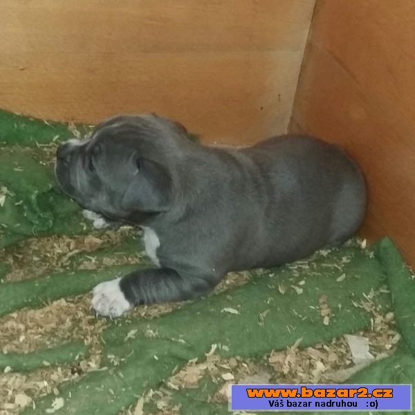American Bully