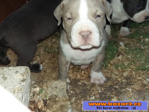 American Bully