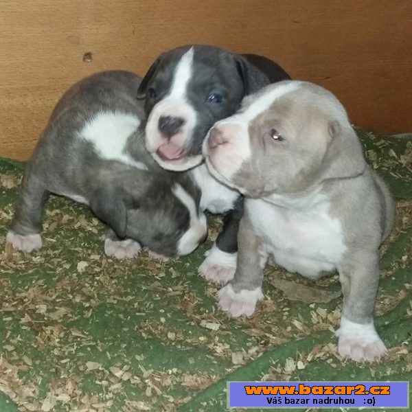 American Bully