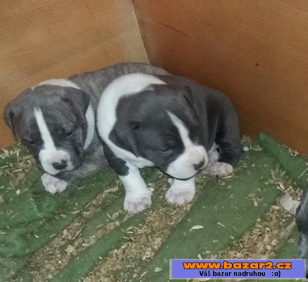 American Bully