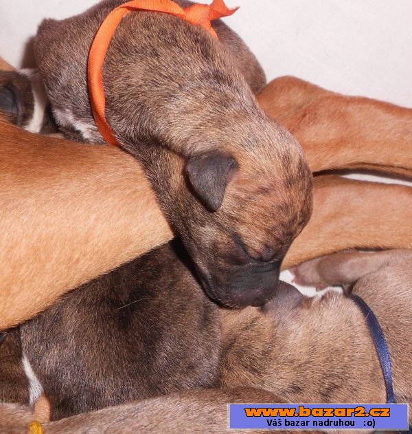 Whippet - Vipet
