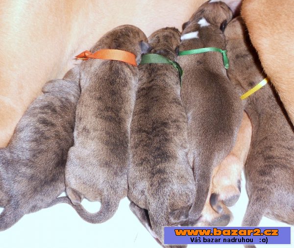 Whippet - Vipet