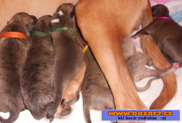 Whippet - Vipet
