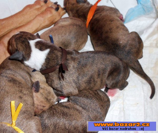 Whippet - Vipet