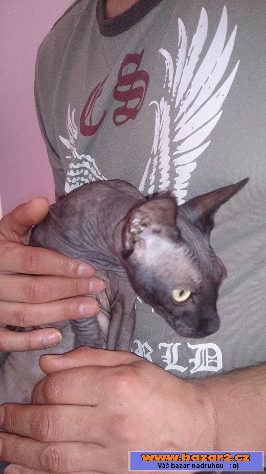 Sphynx s PP