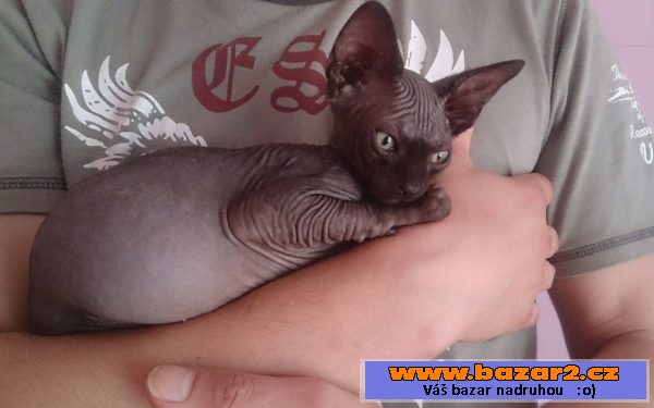 Koťata sphynx