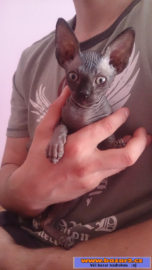 Koťata sphynx