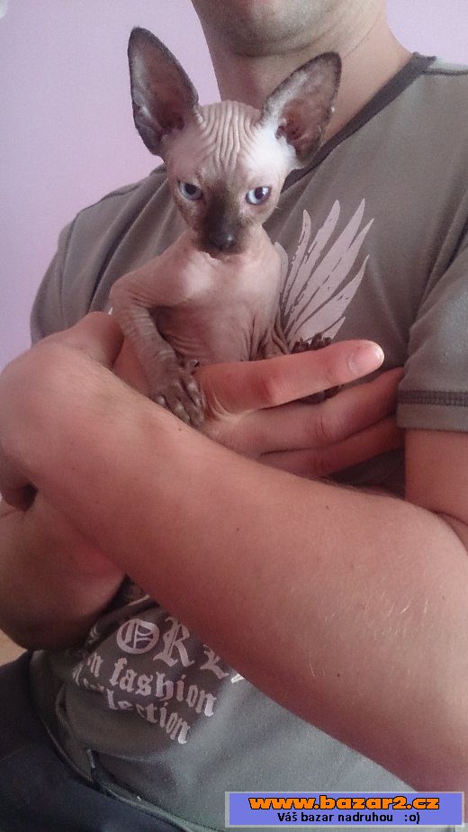 Koťata sphynx