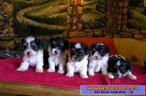 Biewer jork. terrier štěňátka