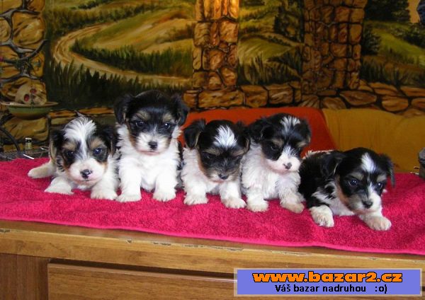 Biewer jork. terrier štěňátka